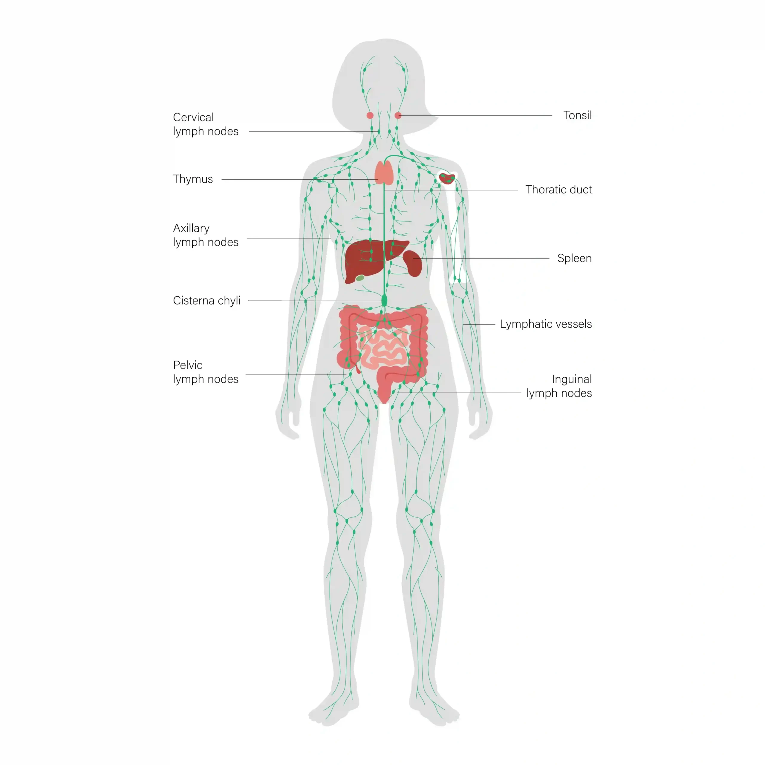 illustration of the lymphatic system